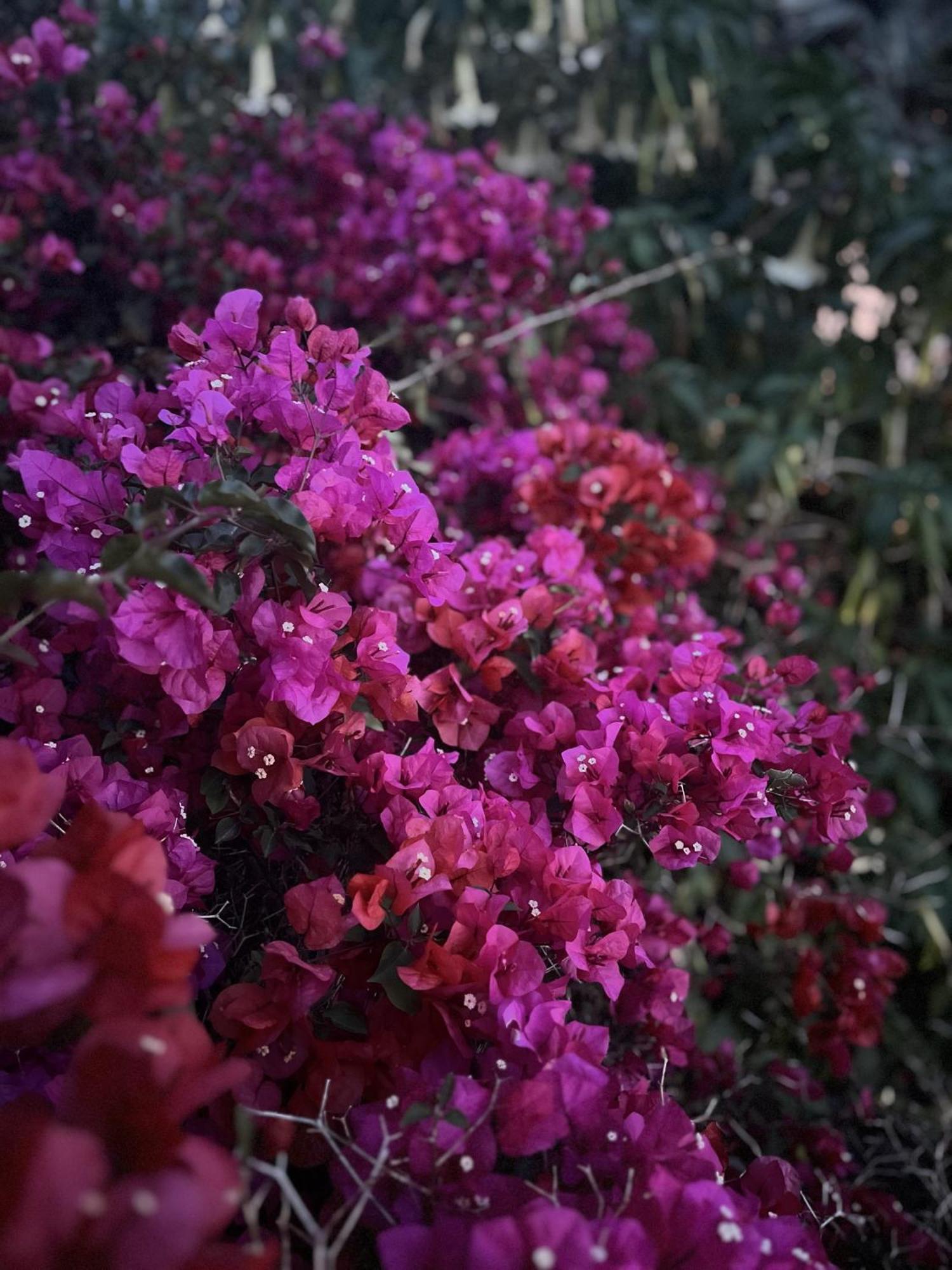 Villa D'Artisti 산레모 외부 사진